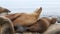 Cute baby cub, sweet sea lion pup and mother. Funny lazy seals, ocean beach wildlife, La Jolla, San Diego, California