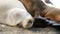 Cute baby cub, sweet sea lion pup and mother. Funny lazy seals, ocean beach wildlife, La Jolla, San Diego, California, USA. Funny