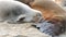 Cute baby cub, sweet sea lion pup and mother. Funny lazy seals, ocean beach wildlife, La Jolla, San Diego, California, USA. Funny