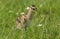 A cute baby Curlew Numenius arquata searching for food in a field of grass.