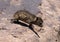 Cute baby dassie on the move