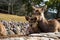 Cute baby deer next to his mother love concept, Nara, Japan