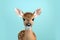 Cute Baby Deer Portrait in Bold Minimalist Studio. Generative AI Illustration