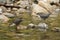 A cute baby Dipper, Cinclus cinclus, standing on a rock in the middle of a river. Its parent is about to dive under the water to c