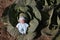 A cute baby doll was found in the cabbage patch.