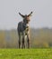 Cute baby donkey on floral pasture