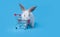 Cute baby Easter bunny fluffy white naughty joke was climbing shopping cart.isolated on a blue background