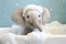 Cute baby elephant in a bathtub with soapy foam in the tub
