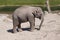 Cute baby elephant calf standing in sandy surface by a river and grass