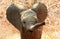 Cute baby elephant with ears flapping and trunk extended