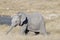 A cute baby elephant with his trunk extended standing in front of a waterhole