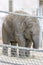 Cute baby elephant in the zoo of Budapest