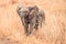 The Cute Baby Elephants of Africa