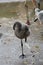 Cute baby flamingo balancing on one foot