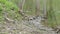 Cute baby geese walking along muddy riverbank