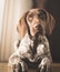 Cute baby German Pointer posing at home