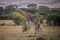 Cute baby Giraffe with mother Masai Mara ,Kenya.