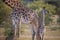 Cute baby Giraffe with mother Masai Mara ,Kenya.