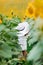 Cute baby girl in field with sunflowers. little girl plays with mom`s white hat. selective focus