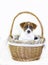 Cute baby girl jack russell terrier puppy sitting in easter wicker basket with, horizontal
