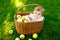 Cute baby girl sitting in basket full with ripe apples on a farm in early autumn. Little baby girl playing in apple tree