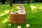 Cute baby girl sitting in basket full with ripe apples on a farm in early autumn. Little baby girl playing in apple tree