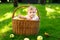 Cute baby girl sitting in basket full with ripe apples on a farm in early autumn. Little baby girl playing in apple tree