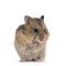 Cute baby hamster on white background