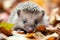 cute baby hedgehog exploring a leaf pile, its tiny paws and nose poking out