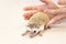 Cute baby hedgehog pet on a white table isolated to a white background