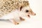 Cute baby hedgehog pet on a white table isolated to a white background