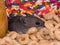 A cute baby house mouse nestled in a pile of cereal.