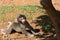 Cute baby Japanese macaque monkey learning to crawl