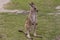 Cute baby kangaroo