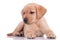 Cute baby labrador retriever laying down on white background