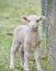 Cute baby lamb