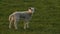 Cute baby lamb sheep standing playing in a green field on a farm in evening sunshine