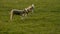 Cute baby lambs sheep standing playing in a green field on a farm in evening sunshine