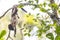 Cute baby lemur playing on a branch tree