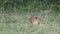 Cute Baby Lion Cub Alone in Grass