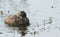 A cute baby Little Grebe Tachybaptus ruficollis regurgitating a pellet which contains fish bones and other items it cannot dige