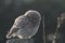 A cute baby Little Owl Athene noctua perched on a concrete post, backlit by the last of the evening sunlight.