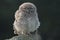 A cute baby Little Owl Athene noctua perched on a concrete post, backlit by the last of the evening sunlight.