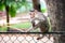 Cute baby monkey doing funny yoga