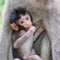 Cute baby monkey, hiding near the mother`s breast. Indonesia
