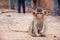 Cute baby monkey playing on the side of the road. Macaque portrait. Monkey life among people in Asia.