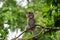 Cute Baby Monkey on tree in forest . Animal conservation and protecting ecosystems concept