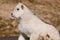 Cute Baby Mountain Goat