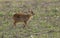 A cute baby Muntjac Deer Muntiacus reevesi feeding in a field at dusk.