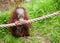 Cute baby orangutan